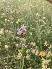 Ophrys apifera friburgensis
