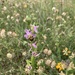 Ophrys apifera friburgensis - Photo (c) Luca Mehlhorn, algunos derechos reservados (CC BY-NC), subido por Luca Mehlhorn