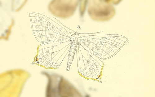 Ourapteryx kantalaria · iNaturalist