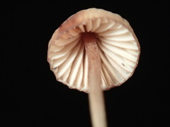 Mycena kuurkacea