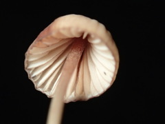 Mycena kuurkacea