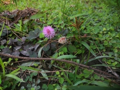 Mimosa pudica