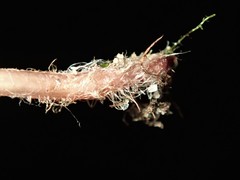 Mycena kuurkacea
