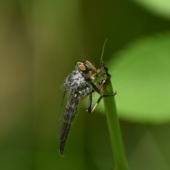 Neoitamus flavofemoratus
