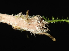 Mycena kuurkacea