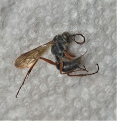 Auplopus mellipes