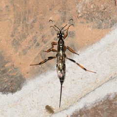 Xorides albopictus