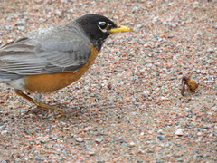 Turdus migratorius image
