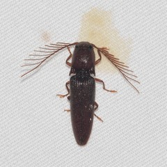 Dicrepidius palmatus