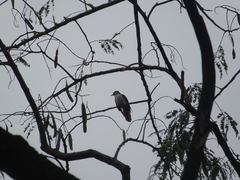 Cacomantis sonneratii