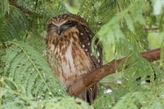Ninox boobook ocellata