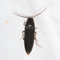 Megapenthes insignis