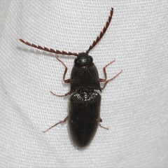 Megapenthes insignis