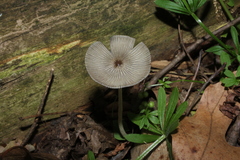 Phlyctidosporae