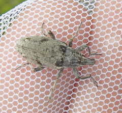 Asproparthenis punctiventris