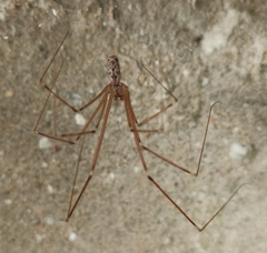 Holocnemus pluchei