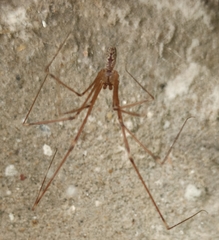 Holocnemus pluchei