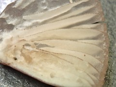 Mycena kuurkacea