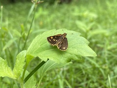 Ampittia dioscorides