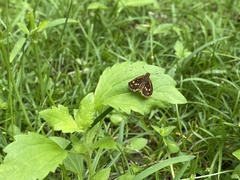 Ampittia dioscorides