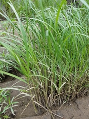 Sporobolus michauxianus