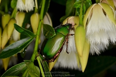 Anomala rubripes rubripes