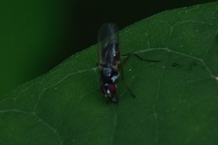 Tanypezidae