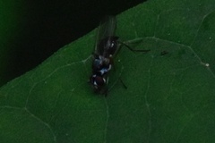 Tanypezidae
