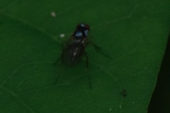 Tanypezidae