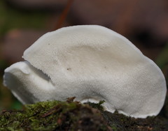 Postia lactea