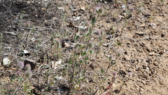 Trifolium albopurpureum