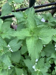 Lamium album