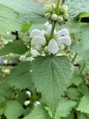 Lamium album