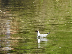 Chroicocephalus ridibundus