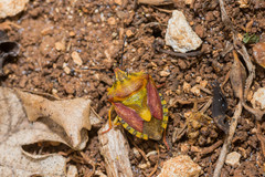 Carpocoris purpureipennis