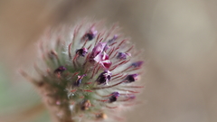 Trifolium albopurpureum