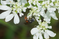 Sphecodes albilabris