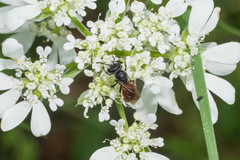 Sphecodes albilabris