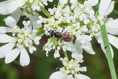 Sphecodes albilabris