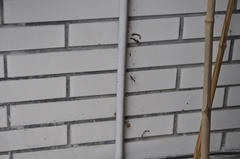 Chalybion japonicum