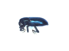 Aulacobaris
