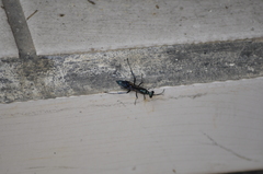 Chalybion japonicum
