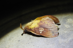 Euthrix laeta