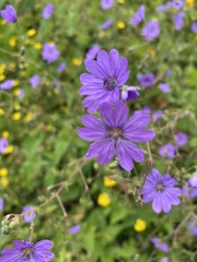 Geranium pyrenaicum