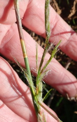 Thamnochortus glaber