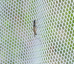 Micropeza corrigiolata