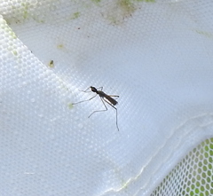 Micropeza corrigiolata