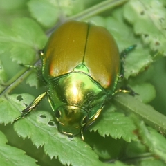 Callistethus stoliczkae