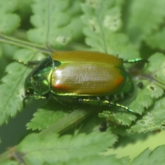 Callistethus stoliczkae