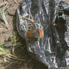 Lycaena phlaeas